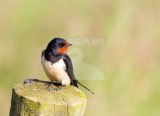 Adult Barn Swallow (Hirundo rustica) perched on a pole in Arkemheen stock-image by Agami/Roy de Haas,