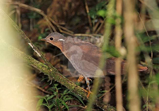 Brown Mesite (Mesitornis unicolor) in Madagascar. Foraging by walking through humid forest floor and flicking over leaf-litter in order to find invertebrates. stock-image by Agami/Pete Morris,