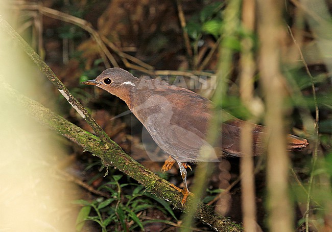 Brown Mesite (Mesitornis unicolor) in Madagascar. Foraging by walking through humid forest floor and flicking over leaf-litter in order to find invertebrates. stock-image by Agami/Pete Morris,