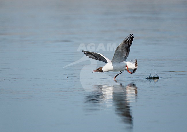 Onvolwassen Kokmeeuw vliegt fourageert laag boven wateroppervlak van de Maas en vangt uitvliegende haften en steenvliegen; Immature Black-headed Gull flying low over water surface catching emerging water insects stock-image by Agami/Ran Schols,