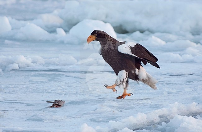 Steller-zeearend op pakijs, Steller's Sea-eagle on pack-ice stock-image by Agami/Roy de Haas,