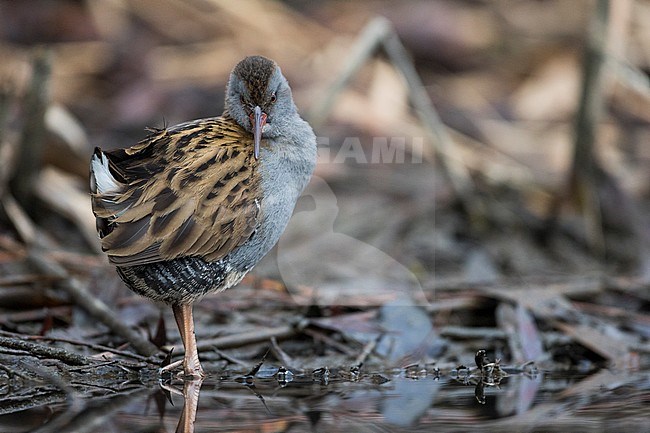 Adult Water Rail (Rallus aquaticus aquaticus) preening on the ground in a wetland in Germany. stock-image by Agami/Ralph Martin,
