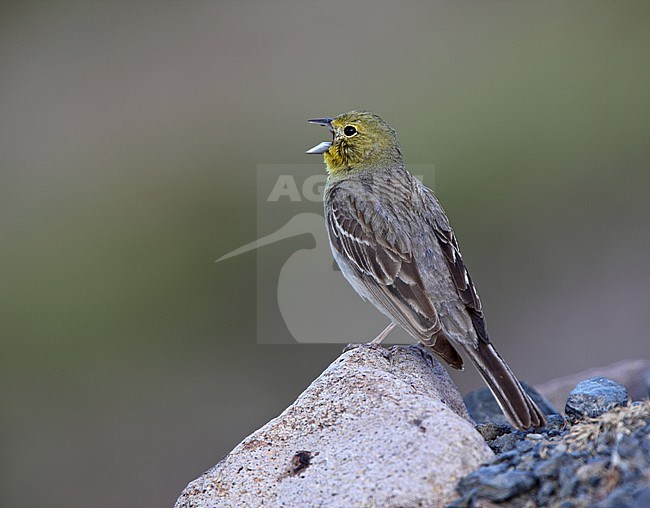 Male Cinereous Bunting (Emberiza cineracea cineracea) singing from a rock against a green natural background. stock-image by Agami/Andy & Gill Swash ,
