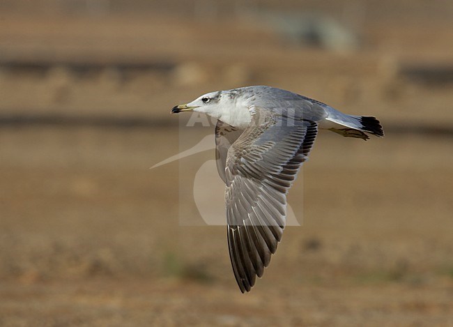 Onvolwassen Reuzenzwartkopmeeuw; Immature Great Black-headed Gull stock-image by Agami/Markus Varesvuo,