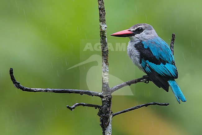 Woodland Kingfisher (Halcyon senegalensis) perched on a branch in a rainforest in Ghana. stock-image by Agami/Dubi Shapiro,