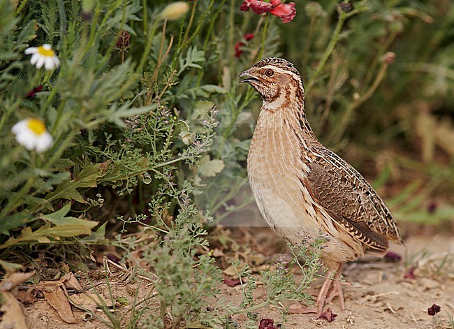 Kwartel, Common Quail stock-image by Agami/Markus Varesvuo,