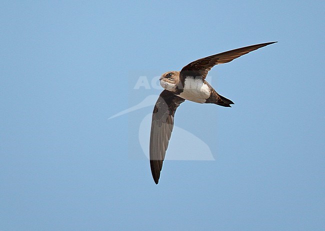 Alpine Swift (Apus melba) in flight in Germany. stock-image by Agami/Ran Schols,