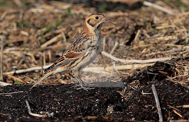 Lapland Longspur (Calcarius lapponicus), male standing, seen from the side. stock-image by Agami/Fred Visscher,