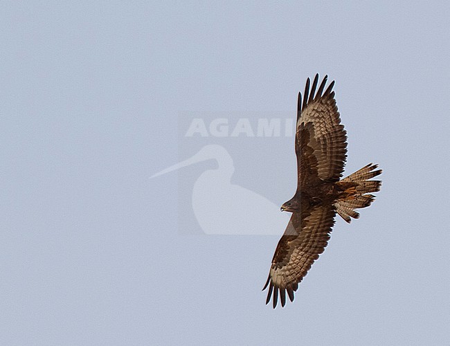 First winter Honey Buzzard (Pernis apivorus) migrating south over Egypt during spring stock-image by Agami/Edwin Winkel,