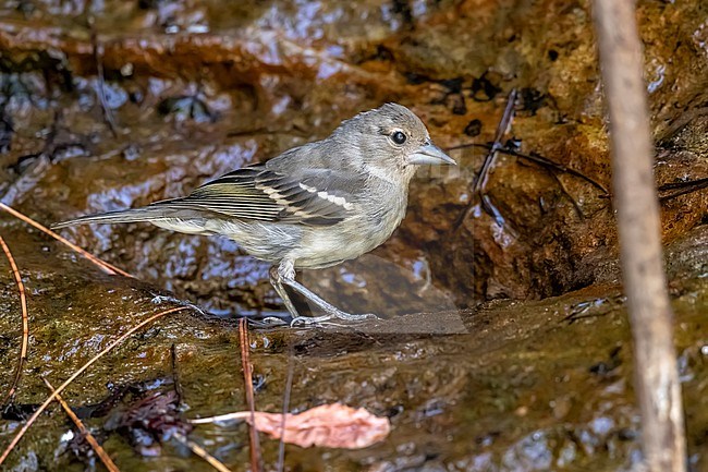 Juvenile Gran Canaria Blue Chaffinch (Fringilla polatzeki) perched in a pine forest near Mogán, Gran Canaria, Canary Islands, Spain. stock-image by Agami/Vincent Legrand,