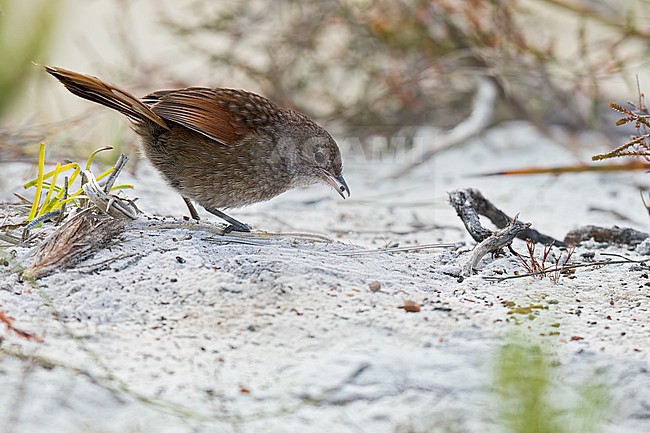 Western Bristlebird (Dasyornis longirostris)feeding on the ground in Australia stock-image by Agami/Dubi Shapiro,