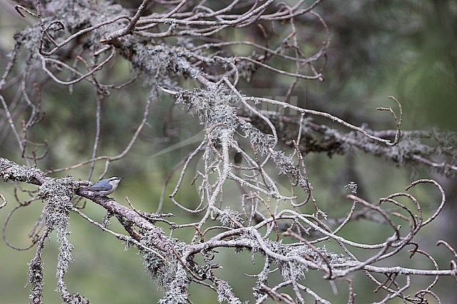 Corsican Nuthatch - Korsenkleiber - Sitta whiteheadi, France (Corsica), adult, male stock-image by Agami/Ralph Martin,