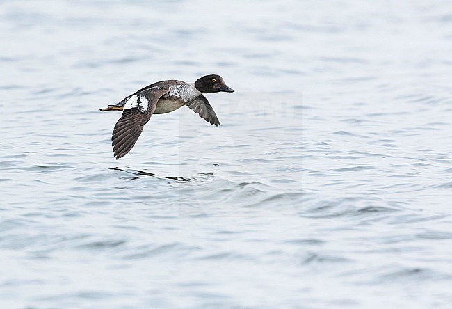 1st winter male Common Goldeneye (Bucephala clangula clangula) in flight above a local lake in Germany. Showing upper wing pattern. stock-image by Agami/Ralph Martin,