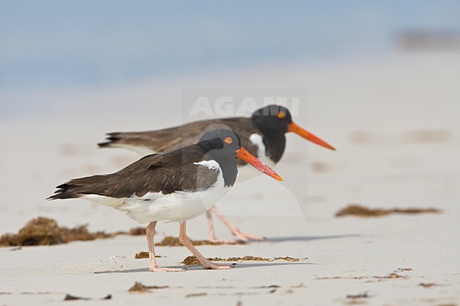 Twee Amerikaanse Bonte Scholeksters op het strand Yucatan Mexico, Two American Oystercatchers on the beach Yucatan Mexico stock-image by Agami/Wil Leurs,