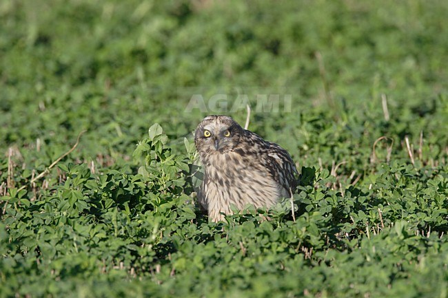 Short-eared Owl perched; Velduil zittend stock-image by Agami/Reint Jakob Schut,