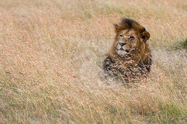 Portrait of a male lion, Panthera leo, Masai Mara, Kenya. Kenya. stock-image by Agami/Sergio Pitamitz,