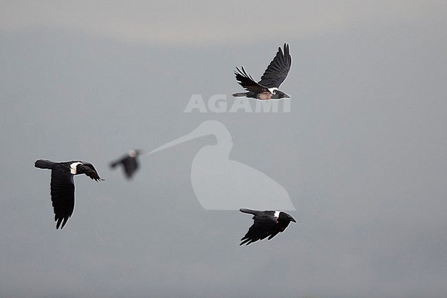 adult Pied Crow (Corvus albus)  in flight, found at Kisoro in Uganda stock-image by Agami/Mathias Putze,
