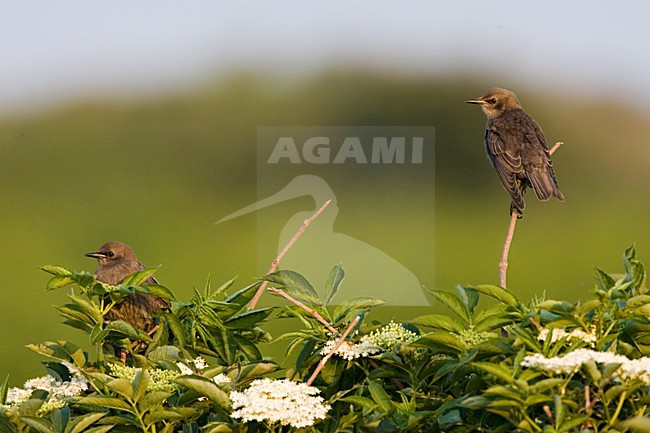 Common Starling group of immatures perched on in tree; Spreeuw groep onvolwassen vogels zittend in een meidoorn stock-image by Agami/Marc Guyt,