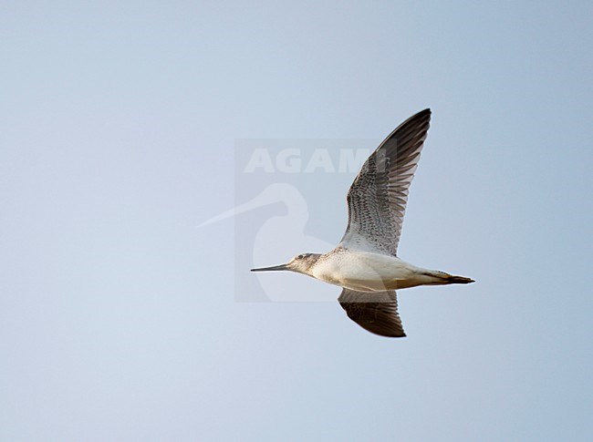 Groenpootruiter vliegend, trekkend tegen een blauwe lucht; Flying, migrating Common Greenshank against the blue sky stock-image by Agami/Ran Schols,