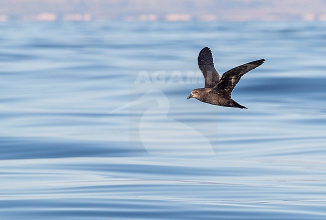 Grey-faced Petrel (Pterodroma gouldi) in flight at sea off Kaikoura, South Island, New Zealand. stock-image by Agami/Marc Guyt,