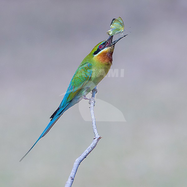 Blue-tailed Bee-eater (Merops philippinus) throwing caught butterfly into the air. stock-image by Agami/Lennart Verheuvel,