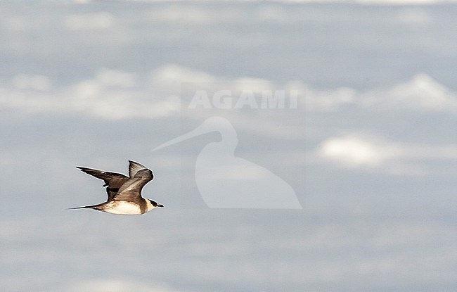 Adult Arctic Skua (Stercorarius parasiticus) in flight at Spitsbergen, arctic Norway. stock-image by Agami/Marc Guyt,