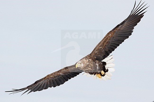Zeearend adult vliegend; White-tailed Eagle adult flying stock-image by Agami/Markus Varesvuo,