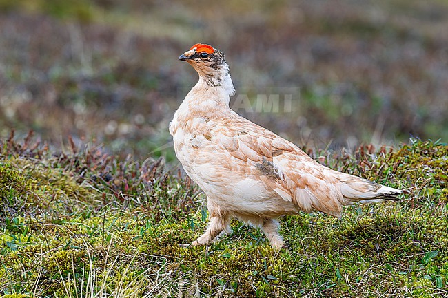 Male Rock Ptarmigan (Lagopus muta hyperborea) sitting in Svalbard tundra near Longyearbyen, Spitzbergen, Svalbard. stock-image by Agami/Vincent Legrand,