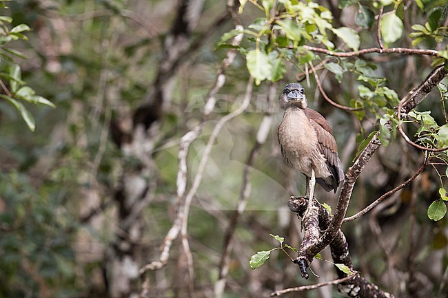 A juvenile Boat-billed Heron (Cochlearius cochlearius) perching on a branch photographed in front view stock-image by Agami/Mathias Putze,