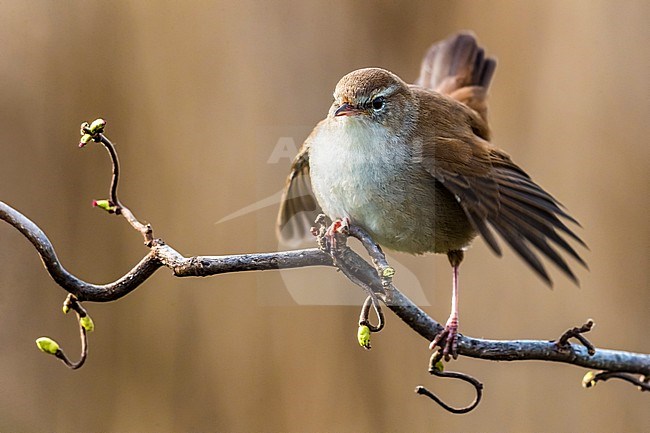 Cetti's Warbler, Cettia cetti, in Italy. Perched on a twig. stock-image by Agami/Daniele Occhiato,