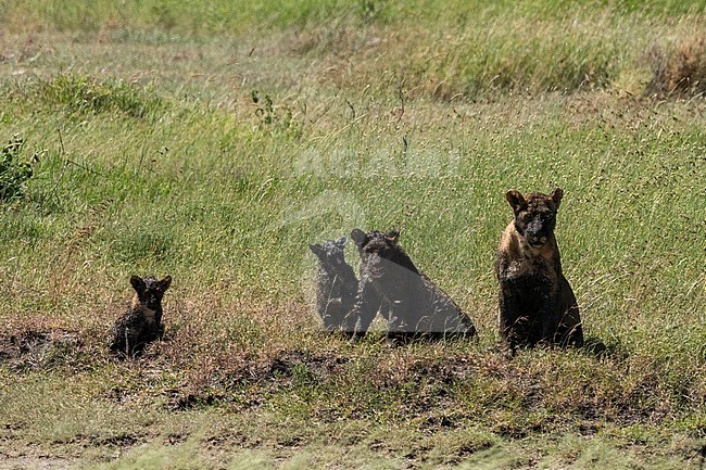 A lioness, Panthera leo, and its cubs covered by mud. Seronera, Serengeti National Park, Tanzania stock-image by Agami/Sergio Pitamitz,