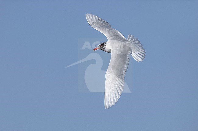 Mediterranean Gull (Ichthyaetus melanocephalus) in Italy. Adult moulting to winter plumage. stock-image by Agami/Daniele Occhiato,