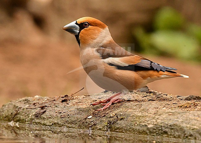 Coccothraustes coccothraustes, Hawfinch stock-image by Agami/Eduard Sangster,