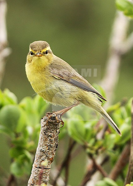 The alpine leaf warbler or west Chinese leaf warbler (Phylloscopus occisinensis) is a species of leaf warbler in the Phylloscopidae family. It is found only in China, on Sichuan, Qinghai and Gansu provinces. stock-image by Agami/James Eaton,