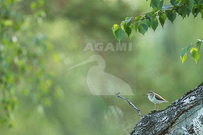 Common Sandpiper - Flussuferläufer - Actitis hypoleucos, Russia (Irkutsk), adult, breeding plumage stock-image by Agami/Ralph Martin,