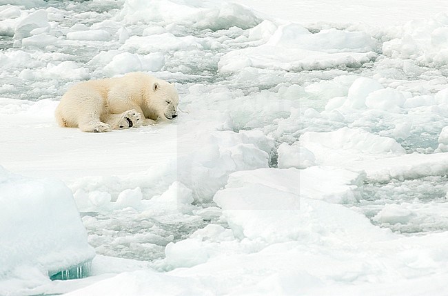 Young Polar bear (Ursus maritimus) resting on ice stock-image by Agami/Roy de Haas,