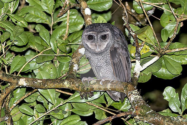 Greater Sooty Owl, Tyto tenebricosa, in West Papua, Indonesia. stock-image by Agami/Pete Morris,