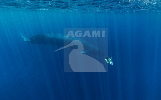 Blue Whale (Balaenoptera musculus) ssp brevicauda or Pygmy Blue Whale with freediver. stock-image by Agami/Lennart Verheuvel,
