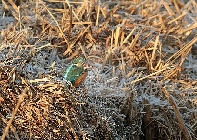 Female Common Kingfisher (Alcedo atthis) resting in the sun in a winter setting stock-image by Agami/Renate Visscher,