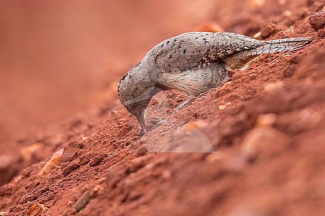 Rufous-necked Wryneck (Jynx ruficollis) perched on the ground in Tanzania. stock-image by Agami/Dubi Shapiro,