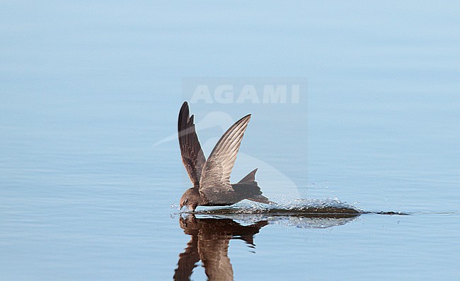 Common Swift (Apus apus) in the Netherlands. Drinking water in flight. stock-image by Agami/Ran Schols,