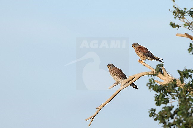 Male and female in second calendar year of Lesser Kestrels (Falco naumanni) of the subspecies ssp. pekinensis perching on a branch of an elm tree stock-image by Agami/Mathias Putze,