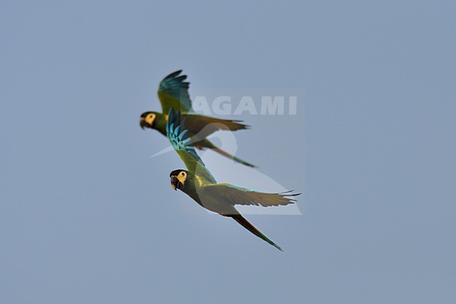  stock-image by Agami/Laurens Steijn,