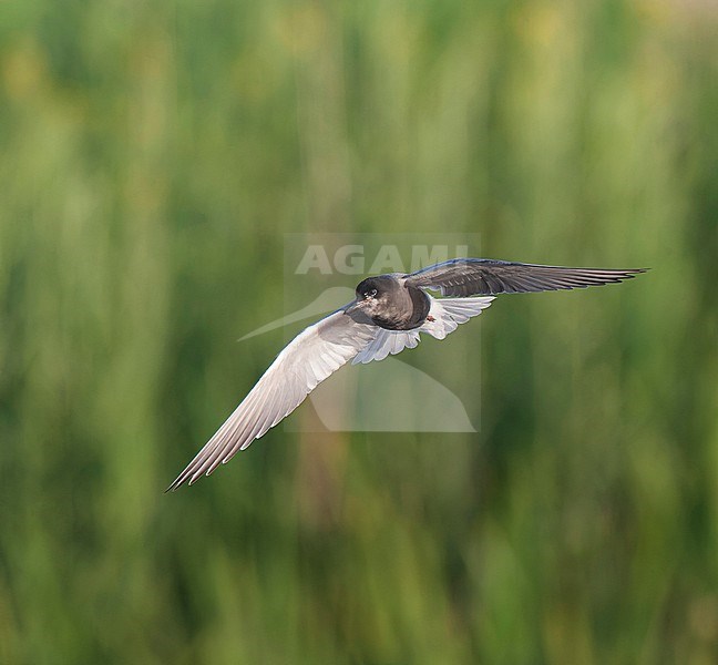 Black Tern (Chlidonias niger) in the Netherlands. stock-image by Agami/Marc Guyt,