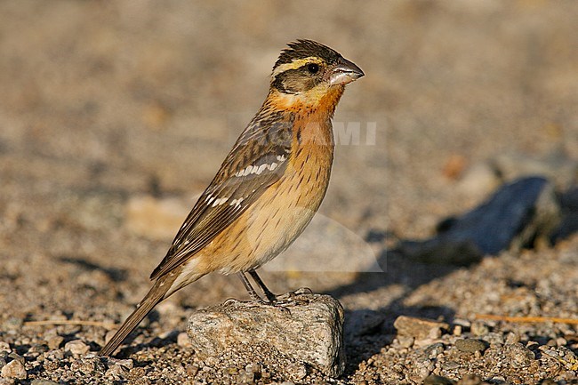 Adult female
Riverside Co., CA
May 2006 stock-image by Agami/Brian E Small,