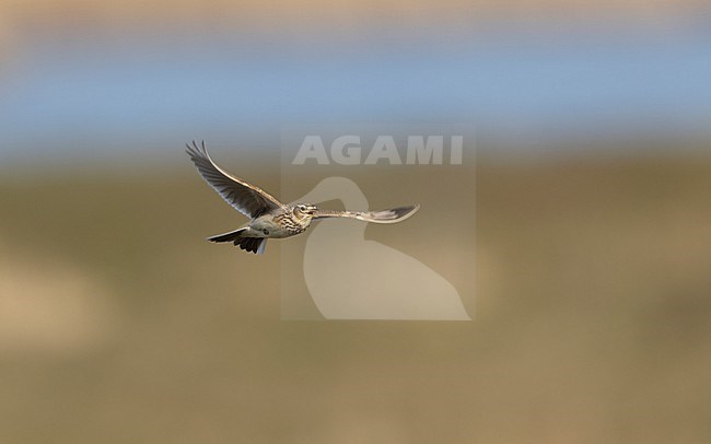 Eurasian Skylark (Alauda arvensis) in flight on a meadow in Zealand, Denmark stock-image by Agami/Helge Sorensen,