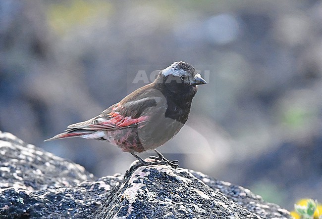 Since 2016 qualified by Birdlife as endangered because of the 95% population reduction between 1970 and 2014. This species breeds in four states in the USA at the tundra in the Rocky Mountains. Because of global warming this habitat is expected to reduce even more rapidly.

In Montana, not far from the northeastern entrance of Yellowstone NP this bird is not hard to find. It prefers black rocks with pink lichen, a perfect 'camouflage' for this beautiful bird. stock-image by Agami/Eduard Sangster,