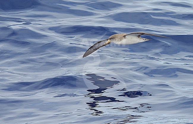 Cory's Shearwater (Calonectris diomedea)Madeira Portugal August 2012 stock-image by Agami/Markus Varesvuo,