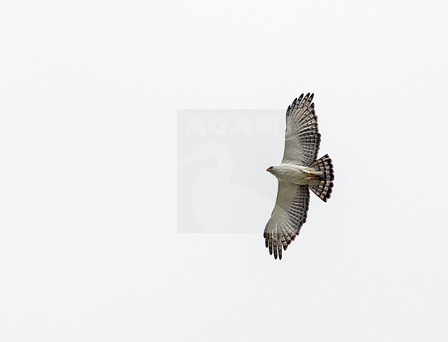 Black-and-white Hawk-Eagle (Spizaetus melanoleucus) in Panama. stock-image by Agami/Pete Morris,
