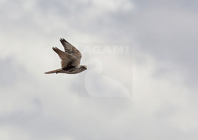Prairie Falcon (Falco mexicanus) in flight stock-image by Agami/Andy & Gill Swash ,